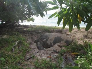 Lady Elliot Island Eco Resort Kültér fotó